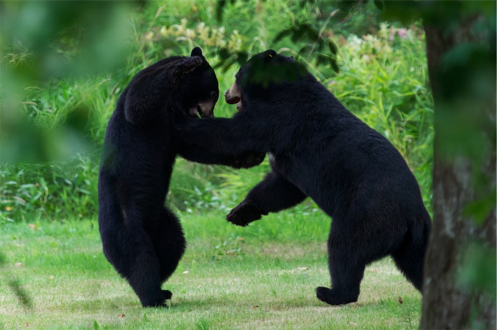 Bear fight 0810